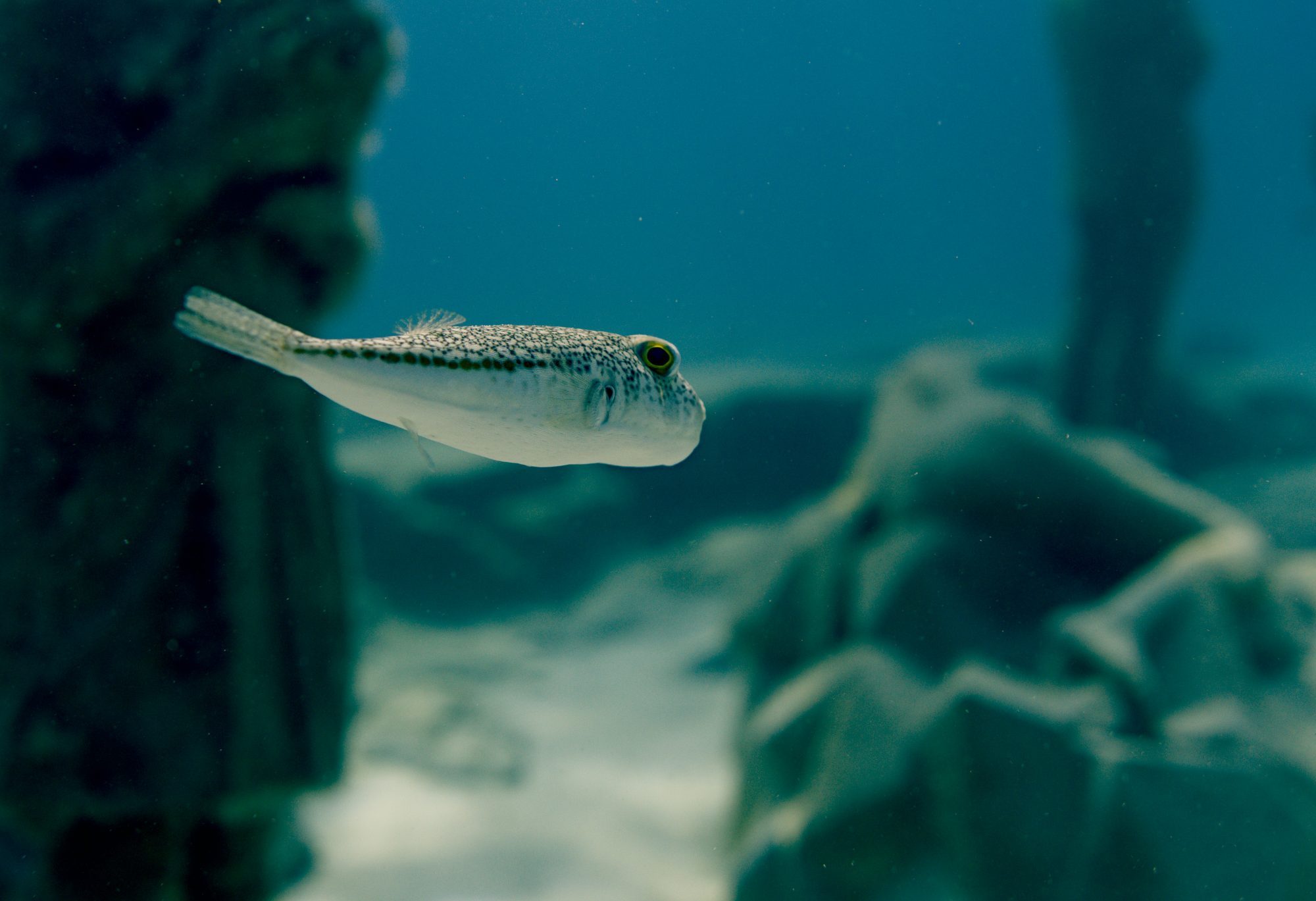 Guided Underwater Excursions - Get Wet Divers Protaras